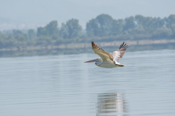 Dalmatian curly pelican (Pelecanus crispus) the world's largest freshwater bird