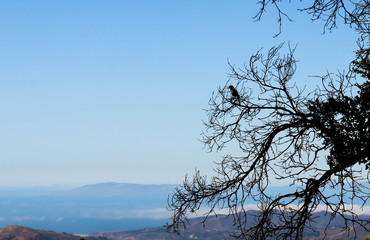 Bird overlooking Ventura view 
