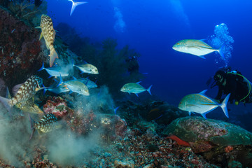 Emperor and Trevally hunting on Richelieu Rock, Thailand