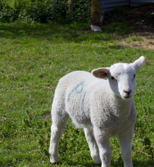 Naklejka na ściany i meble lamb in a field 