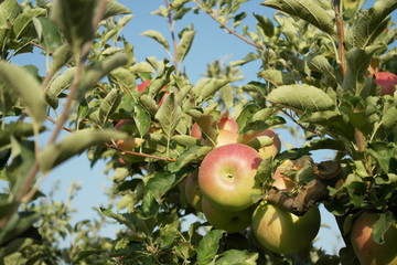 ripe apples on a tree. autumn harvest