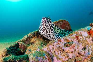 A curious Honeycomb Moray Eel sticks out of underwater wreckage in a murky, shallow sea
