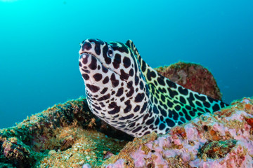 A curious Honeycomb Moray Eel sticks out of underwater wreckage in a murky, shallow sea