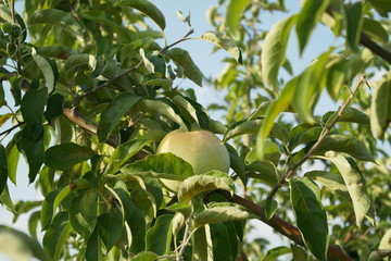 ripe apples on a tree. autumn harvest