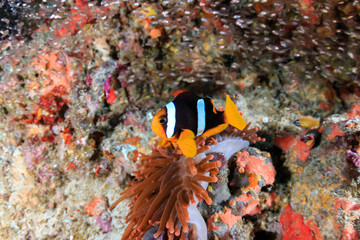 Banded clownfish in an unusual red anemone on a tropical coral reef