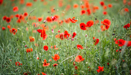 Close-up wild poppy flowers in a field