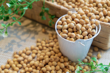Soy bean in white bucket and brown box on sackcloth. Clean healthy food for eat well. Selective focus image.