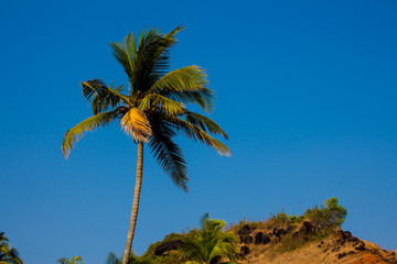 Palm Tree on the Mountain