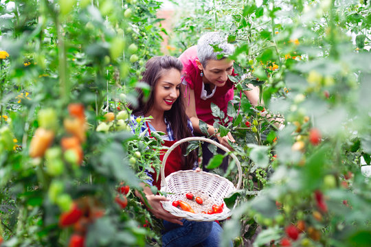 Girl hold basket with freshly picked tomatoes in garden