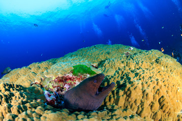 Fototapeta na wymiar A large Giant Moray eel hidding in hard corals on a colorful tropical reef