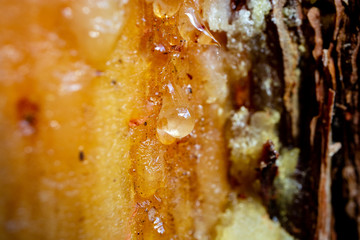 pine tree resin close-up on damaged area of wood