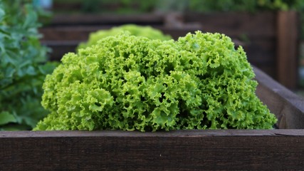Fresh lettuce in the garden