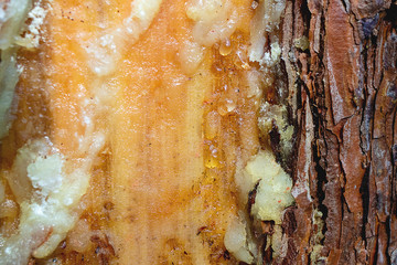 the thickened resin of white color on the damaged part of pine
