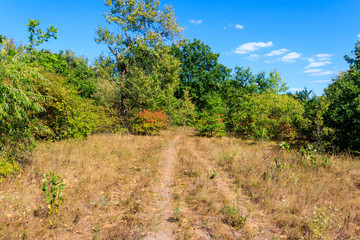 Obraz premium Rural dirt road through a green forest at summer