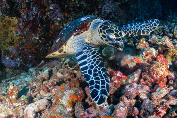 Obraz na płótnie Canvas A friendly Hawksbill Sea Turtle feeding on soft corals on a tropical coral reef at sunrise