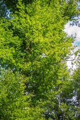 Fototapeta na wymiar grüner Baum im Wald