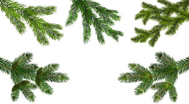 Christmas, New Year. Set from the five green realistic branch of fir or pine close-up. branched out. Isolated on white background. illustration