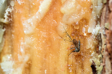 the mosquito stuck to the trunk of the tree on the resin, the resin captured mosquito