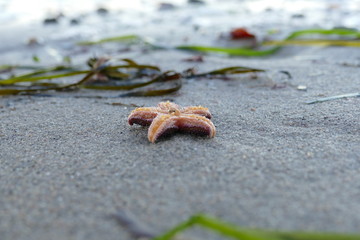 Seestern an der Ostsee - Strand Brook