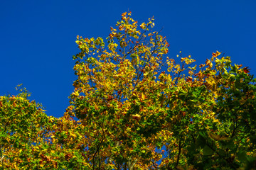 Fototapeta na wymiar Autumn trees 