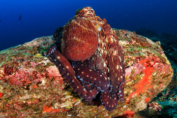 Large beautiful Octopus out in the open on a dark tropical coral reef
