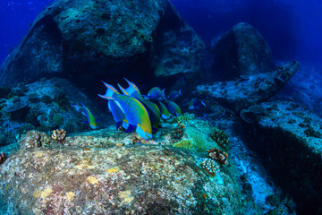 Colorful Parrotfish feeding on a dark tropical coral reef