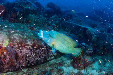 Fototapeta premium Colorful Parrotfish feeding on a dark tropical coral reef