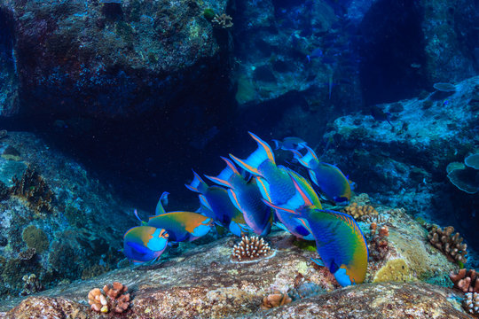 Colorful Parrotfish feeding on a dark tropical coral reef