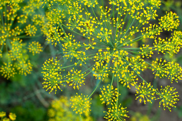 A garden dill blossoms on a colorful meadow in the middle of the summer