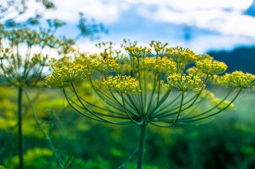 Garden dill blossoms against the sky on a meadow among the forest