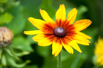 Rudbeckia hirta, commonly called black-eyed Susan on a green meadow in the middle of hot summer