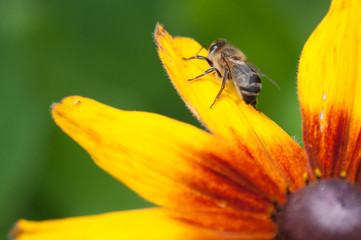 The hum of bees is the voice of the garden, a bee sitting on a rudbeckia hirta