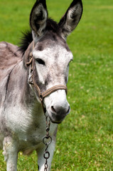 Naklejka na ściany i meble Sweet, happy, little donkey (Equus africanus asinus) on a grassy meadow in sunny summer