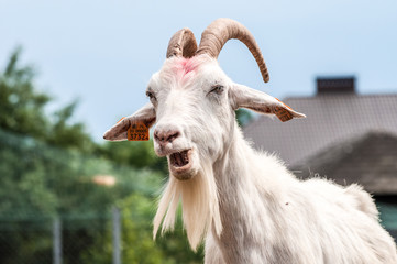 Goat (Capra aegagrus hircus) chewing hay in front of a cottage house