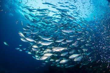 A huge school of Jacks in a blue water tropical ocean - Powered by Adobe