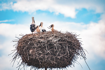 Ciconia ciconia - White Stork happy family, The mother with her offspring