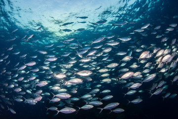 Fototapeta premium A huge school of Jacks in a blue water tropical ocean
