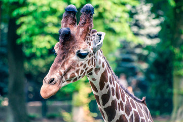 Graceful wild giraffe looking left, at the zoological park