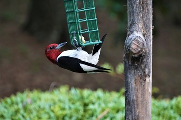 A single colorful Red-Headed woodpecker (Melanerpes erythrocephalus) perching on the green suet...