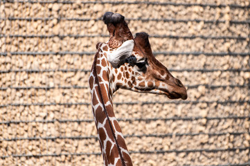 Obraz premium Giraffe looking right, rocky wall in the background, at the zoological park
