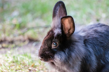 Domestic black rabbit with fluffy fur looking with his long ears rised, at the zoological garden