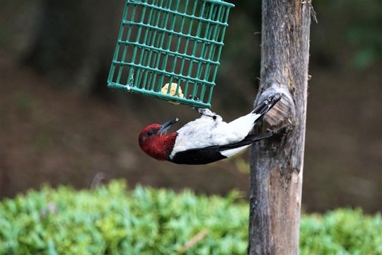 A single colorful Red-Headed woodpecker (Melanerpes erythrocephalus) perching on the green suet feeder enjoys eating food and resting on a sunny day in the garden background, Summer in GA USA.