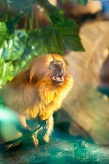 Lion tamarin monkey screaming, standing on the wooden platform among the trees at the zoological park
