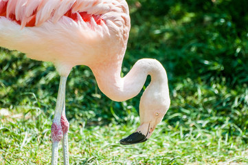 Phoenicopterus Roseus commonly called Pink Flamingo walking on the grass looking for a food, at the zoological zoo