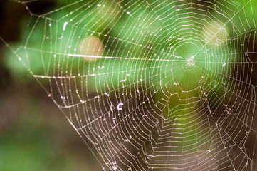 Spider's web meticulously done, at the park