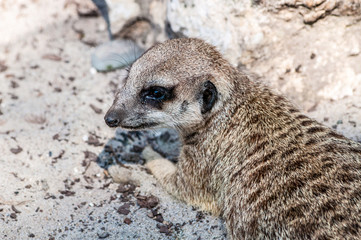 Fototapeta premium Suricate lying on a sand looking left and enjoying sunlight, at the zoological park
