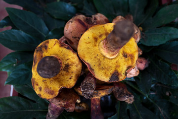 A variety of wild edible fungi with soil