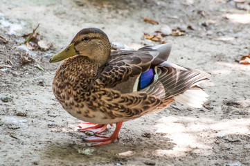 Duck standing on the ground, looking left, enjoying the sun, at the zoological park