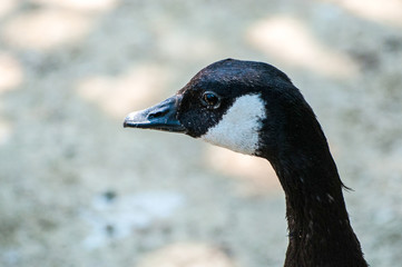 Goose looking left, with a beautiful dark eye in the blurry background, at the zoological park