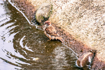 Little sparrow taking a bath in a small pond, at the park